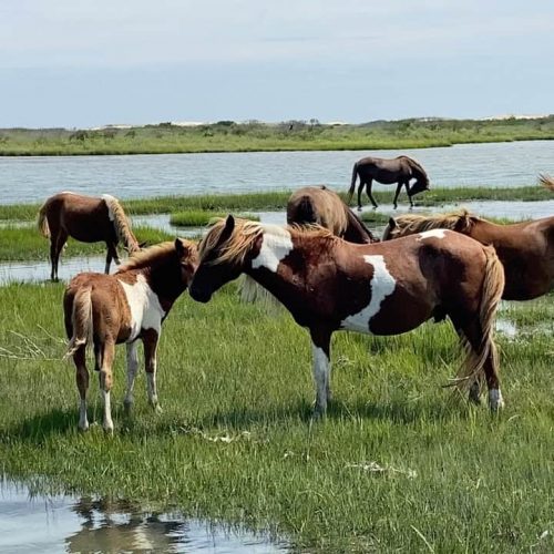 Wild ponies grazing along Assateague Island shoreline during bay sailing tour