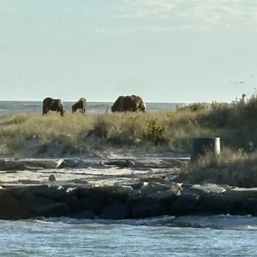 Assateague Island with wild ponies visible on shoreline. Taken from Sail Catamaran
